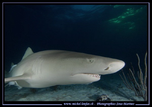 Curious Lemon Shark - Tiger Beach... :O)... by Michel Lonfat 
